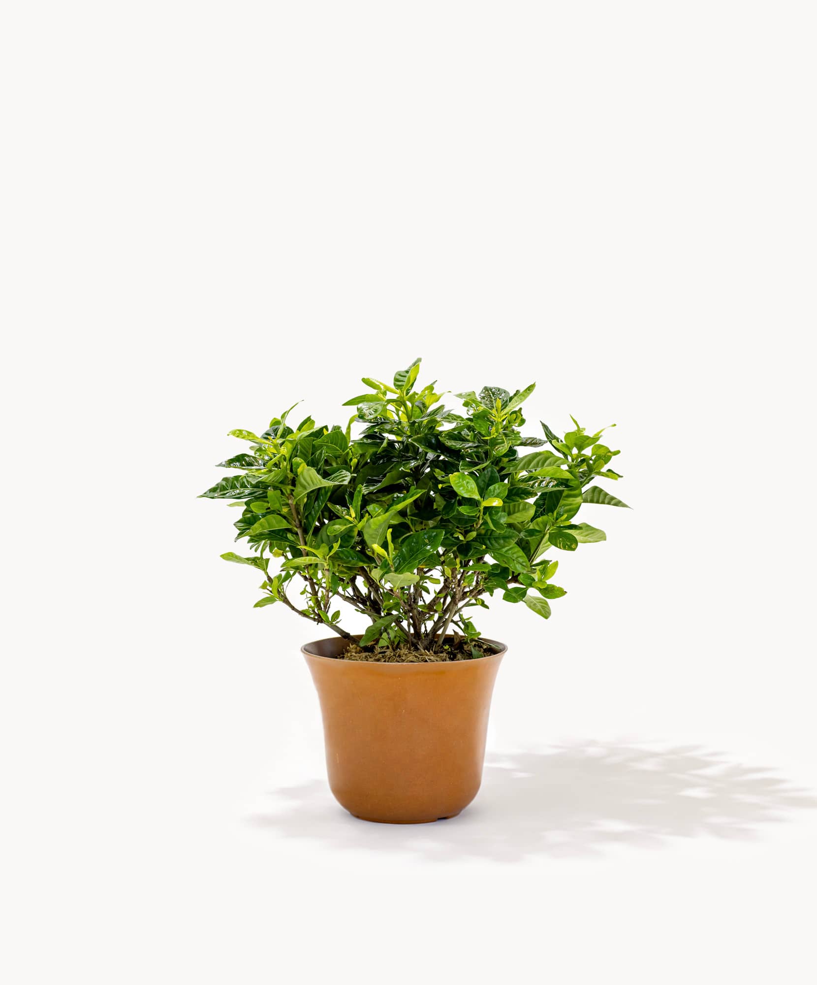 Lush green potted plant with vibrant leaves, ideal for home decor and indoor greenery.